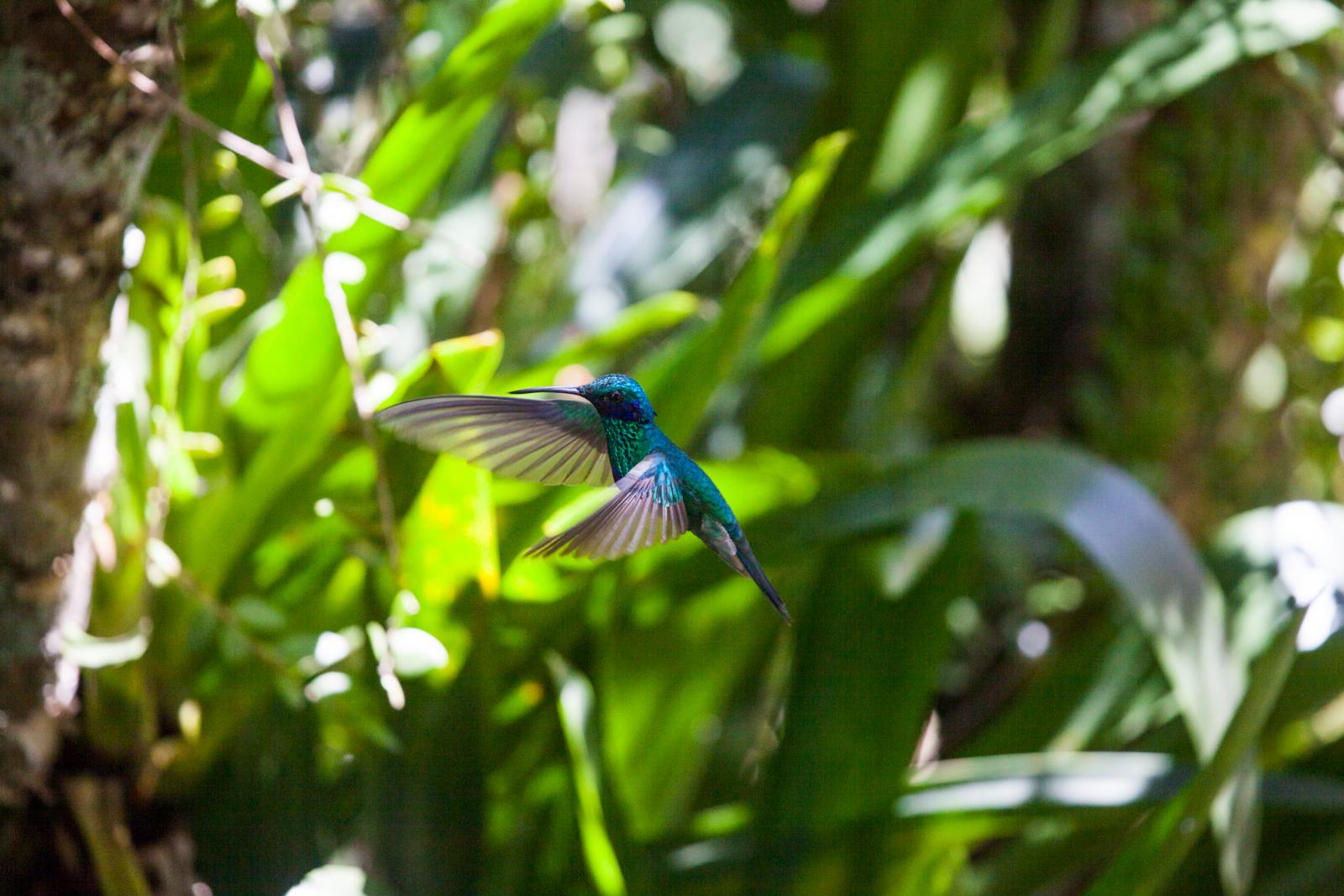 colibri-del-amazonas
